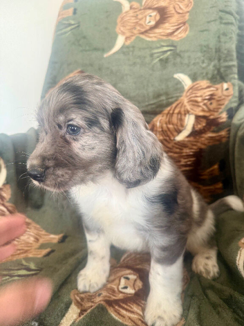️ beautiful cocker spaniel puppy&rsquo;s for sale ️