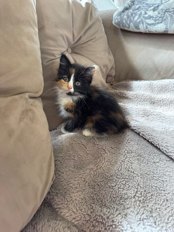 Persian kittens x Maine coon