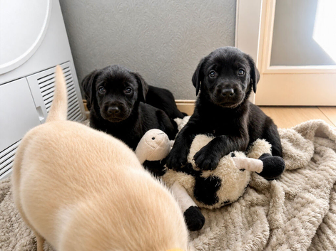 Labrador puppies