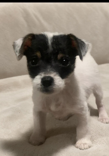 Mini Jack Russell