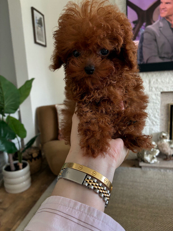 Beautiful, tiny Asian poodle boy & girl