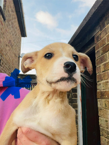 5 Pups Left &pound;470