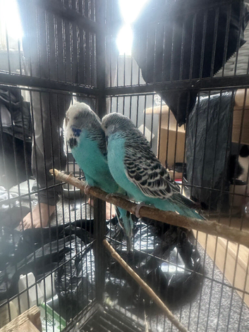 Budgie