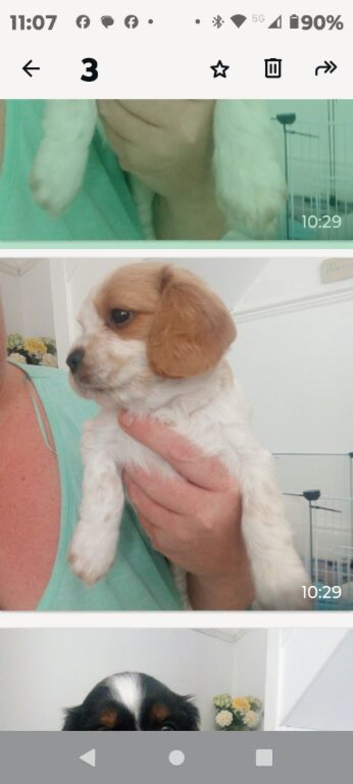 Cavalier King Charles x Cockapoo