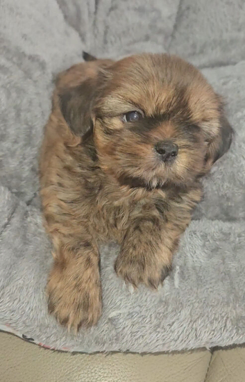 Imperial Shih Tzu Puppies