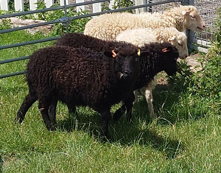 Ouessant sheep for sale