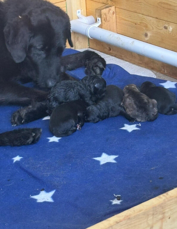 Shepadoodle puppies for sale