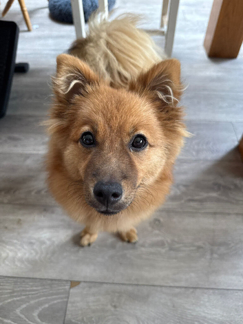 Pomeranian female puppy for sale | Cage + 2 gates included
