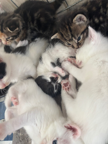 10 kittens available