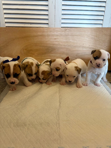 French Bulldog x Jack Russell puppies