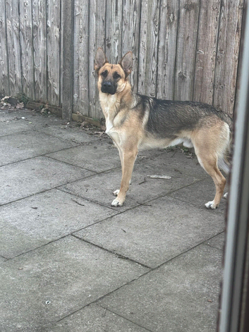 German shepherd age 2