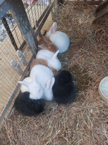 French lop babies