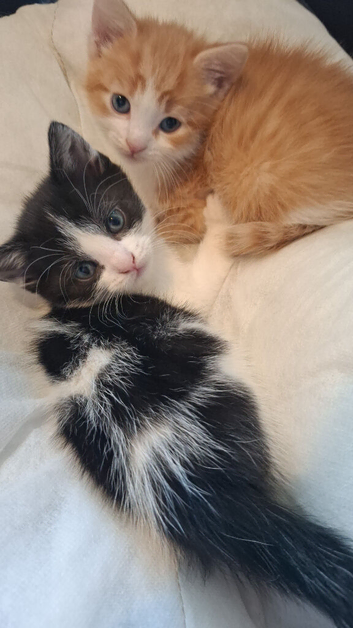 Black and white kitten
