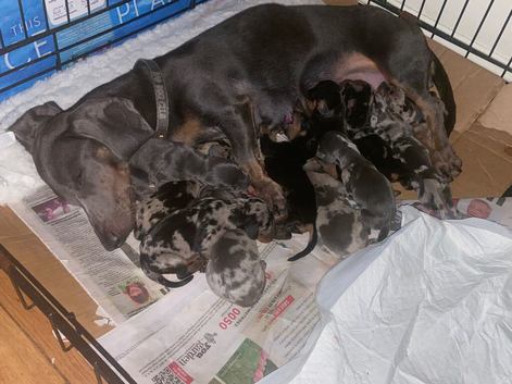 11 beautiful puppies dachshund  rehome