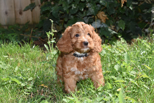 Ready Now F1 Toy Cockapoo Puppies Health Tested