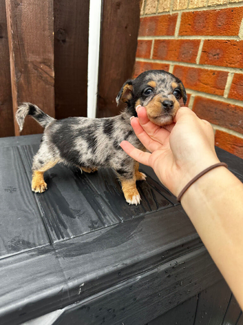 4 beautiful boys looking for a place to call home!