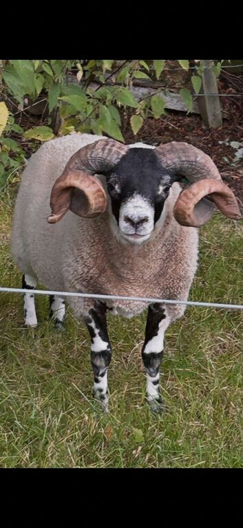 Blackface shearling Ram