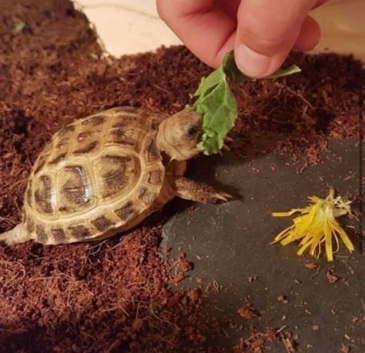 Baby Tortoise - with new fully set up home+accessories