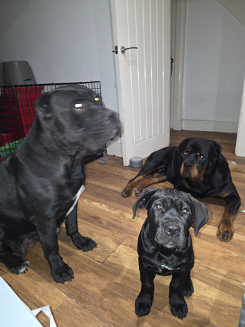 Cane corso pupy