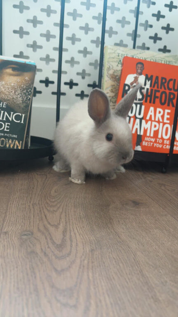Mini lop x lion