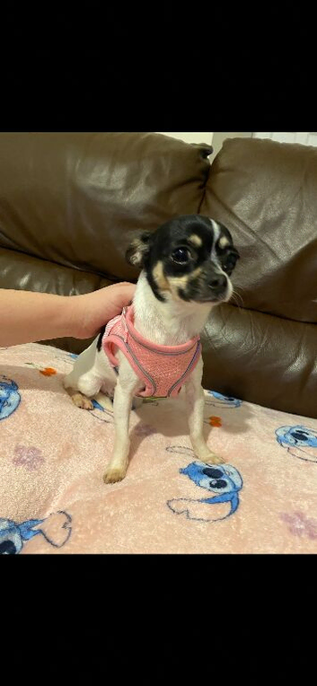 Chihuahua