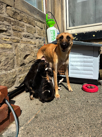 Collie x Malinios pups
