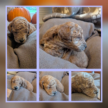 Beautiful Apricot Toy Poodle Puppy