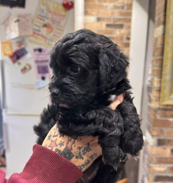 3 beautiful fluffy Jackapoo puppies