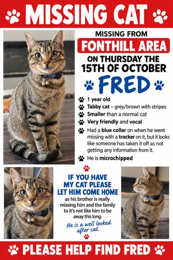 Missing cat reward if found
