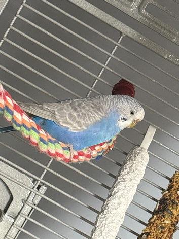 Female budgie