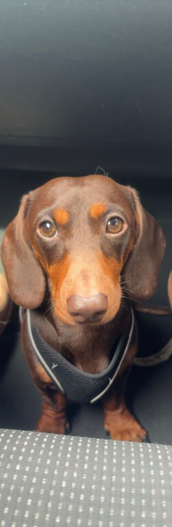 Make dachshund