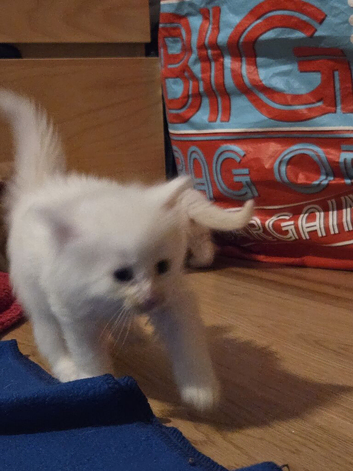 Turkish angora kittens