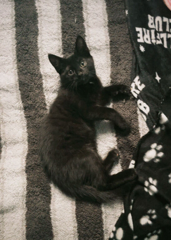 Kitten for sale.