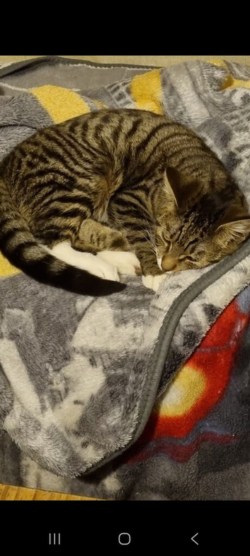 3 young cats to rehome