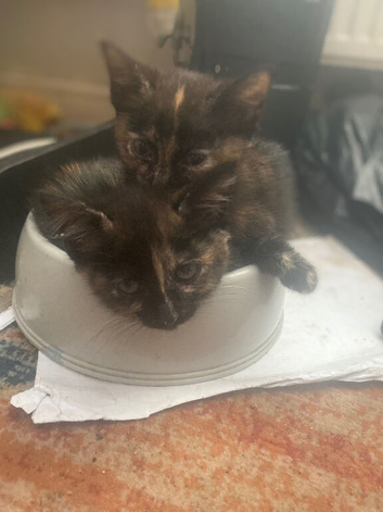 Gorgeous kittens ready now