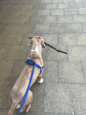 American bully cross staffy