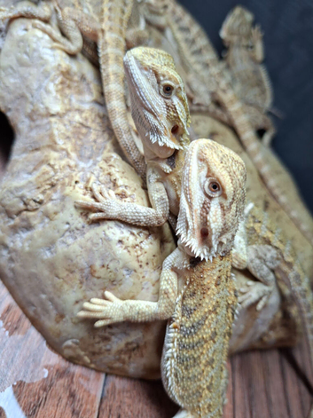 Baby bearded dragons