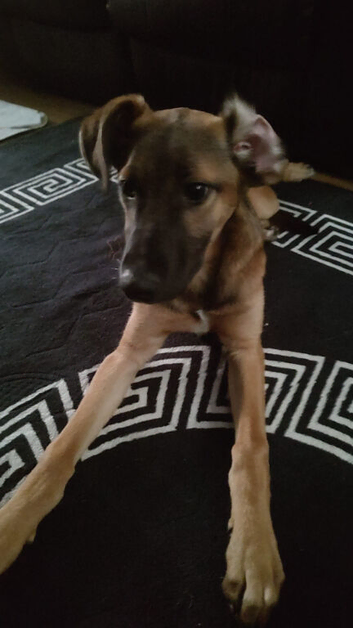 German Shepherd  x lurcher 5 months old