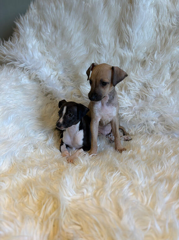 Exceptional KC Registered Italian Greyhound Puppies &ndash; Outstanding Quality & Beautifully Raised