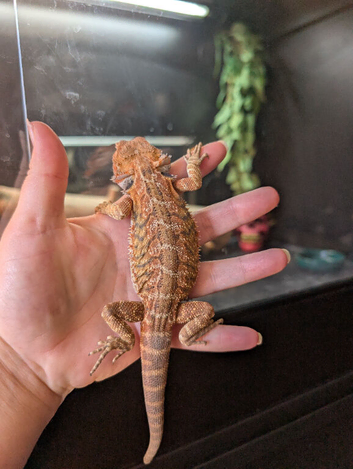 Male baby bearded dragon
