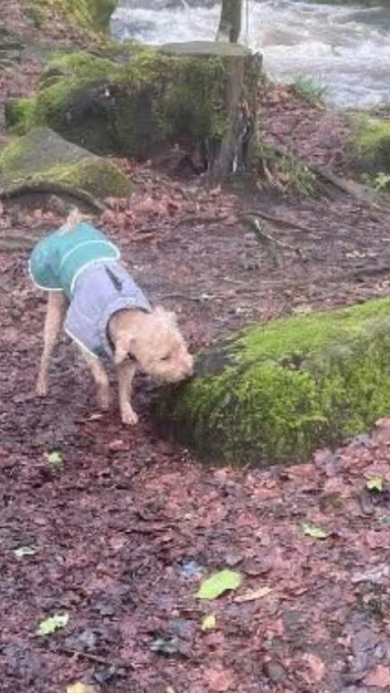 Stolen Jackapoo teddy is missing ivybridge area please bring him home