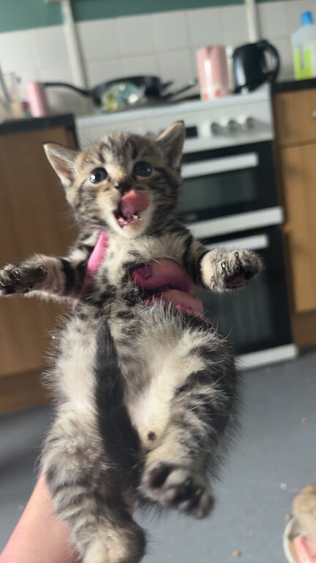 2 Beautiful Male Kittens