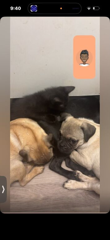 Pugs 12 week  old looking for forever homes