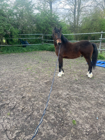 Handsome section C colt