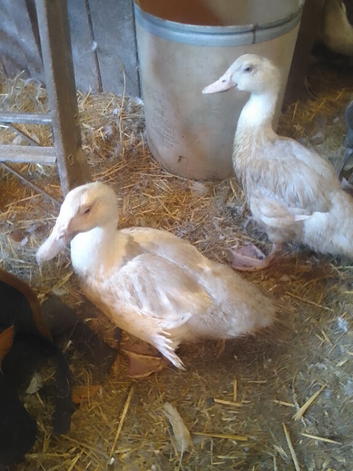 Lavender Muscovy drakes