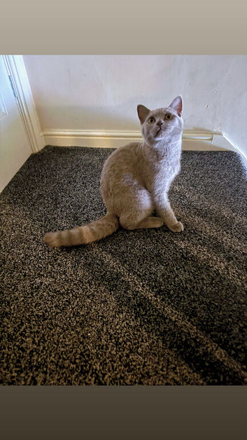 Beautiful British Shorthair Dark Cream Kitten for Sale