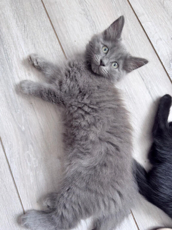 Gorgeous blue kitten *NEEDS TO GO ASAP* open to offers