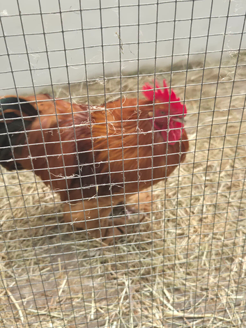 2 cockerells for rehoming
