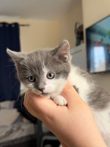 3 kittens for sale