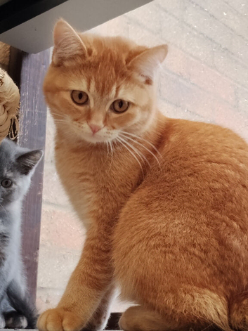 Two young girls looking for forever home